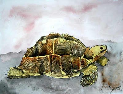 tortoise turtle painting